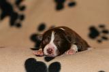 BORDER COLLIE 1290